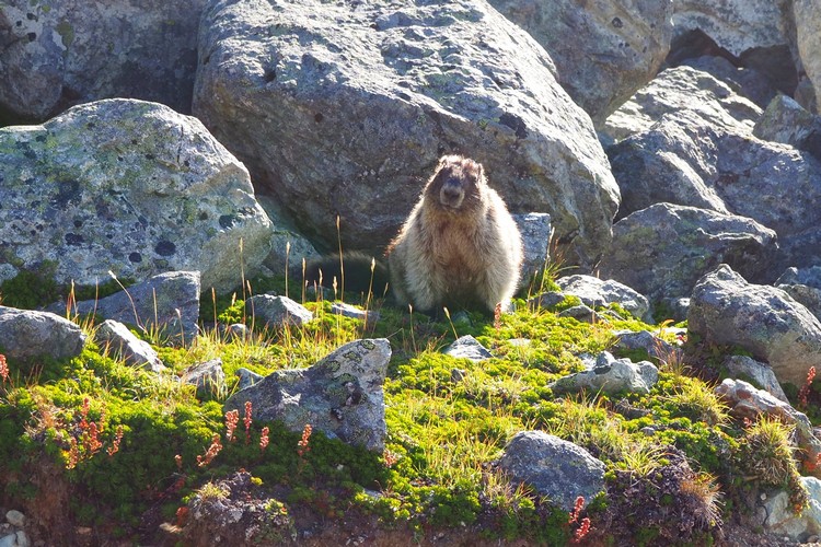 Hoary marmot on Blackcomb Mountain in Whistler, British Columbia