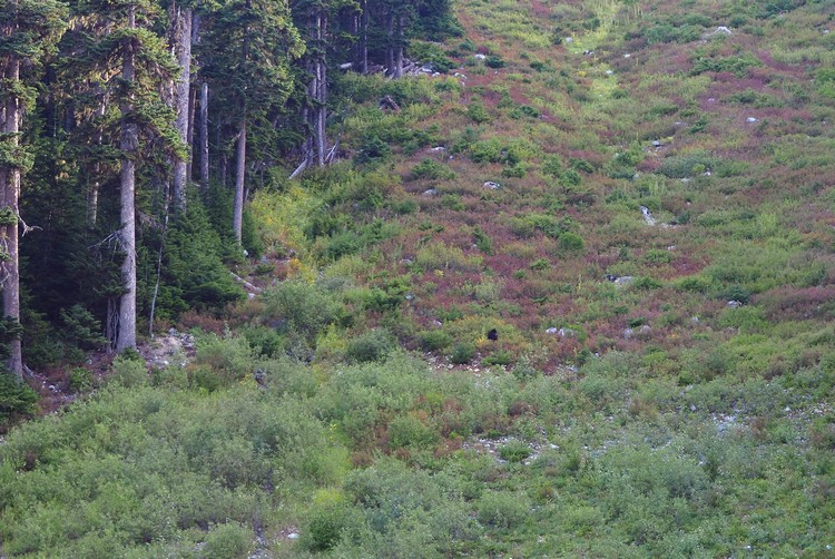 Whistler Black bear sightseeing on Blackcomb Mountain while on Whistler Jeep Tour with Canadian Wilderness Adventures