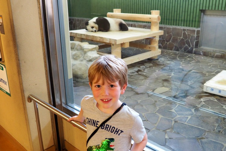rare giant panda at Kobe Oji Zoo, things to do in Kobe with kids