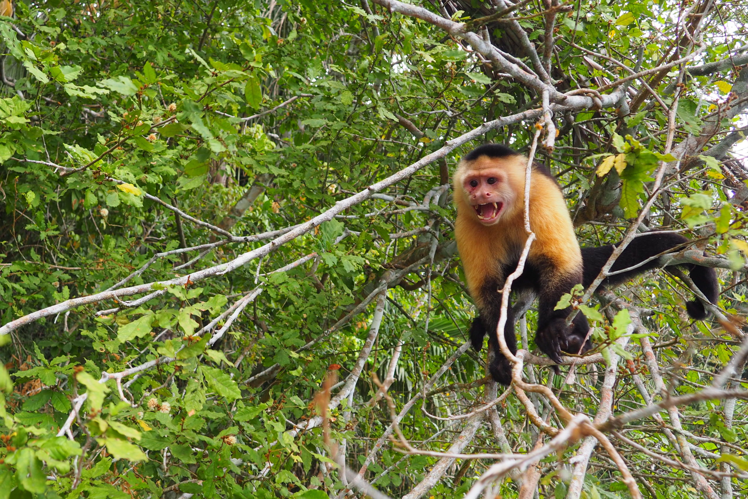 monkey tour in panama