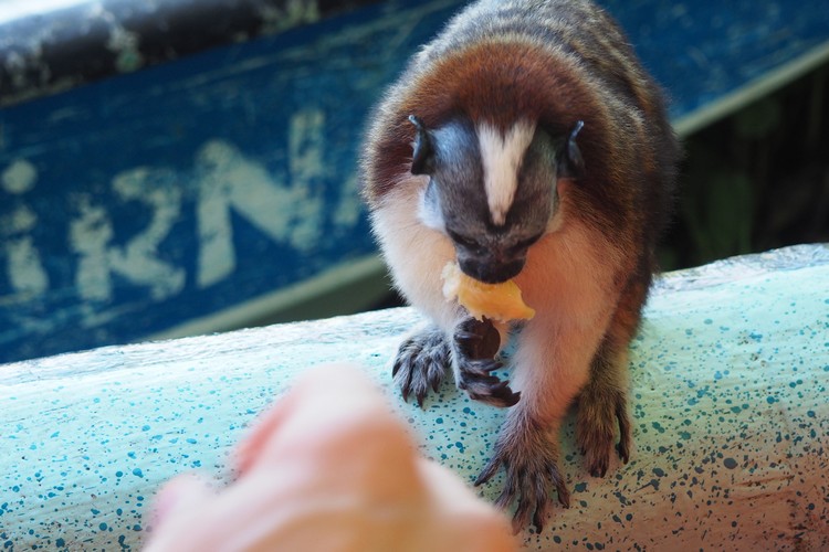 Panamanian tamarin eating mango. On Monkey Island Panama tour from Panama City