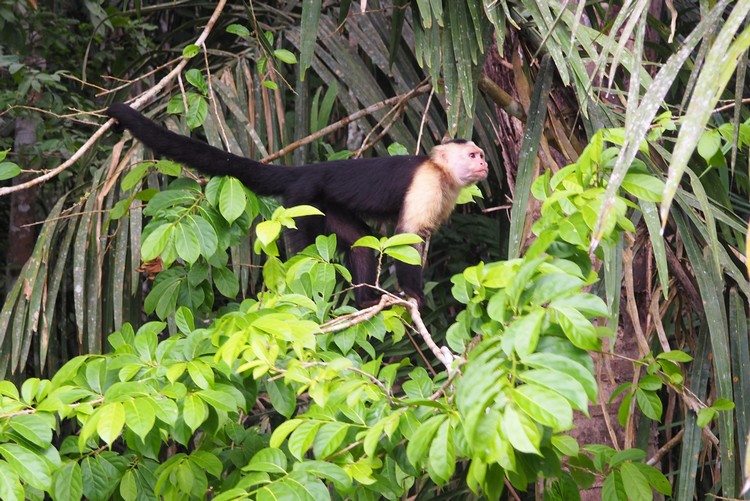 Panamanian white-faced capuchin monkey in Gatun Lake, Panama Canal, Panama jungle