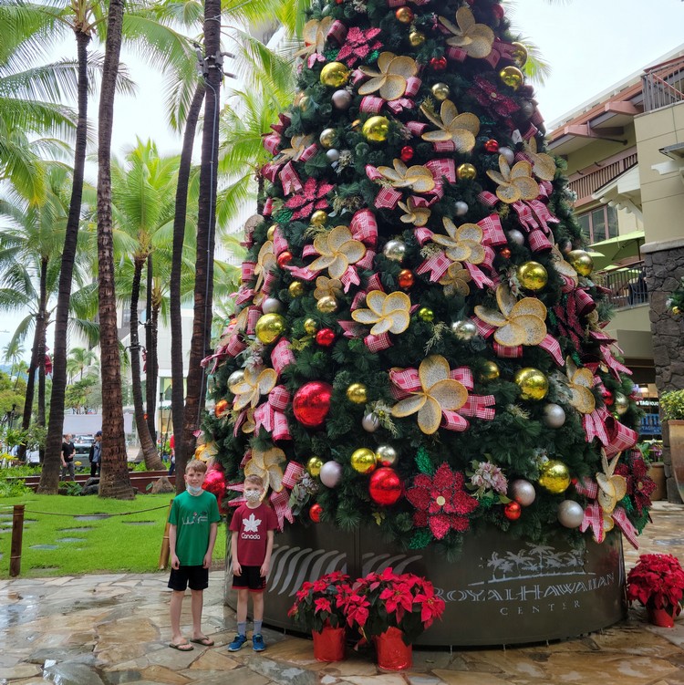 Christmas tree in Waikiki Beach, travel to Oahu right now