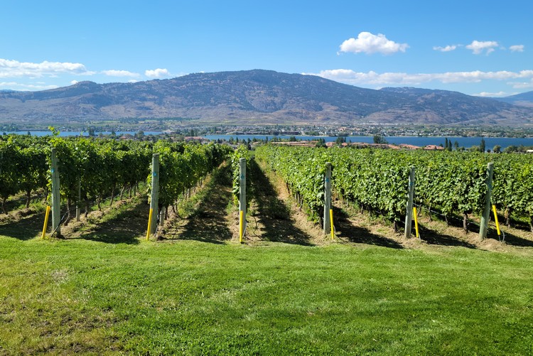 Penticton vineyard, Okanagan wine tours, Things to do in Penticton British Columbia
