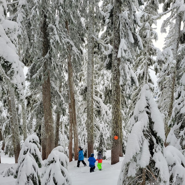 tall trees covered with snow, guided snowshoeing on Sasquatch Mountain hiking trails