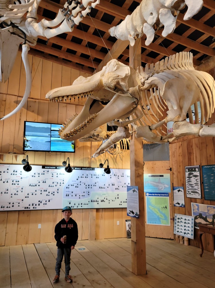 Whale skeleton at Telegraph Cove Whale Museum