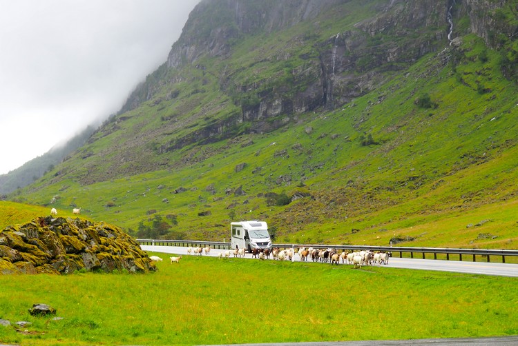 Driving in Norway, goat traffic jam on highway