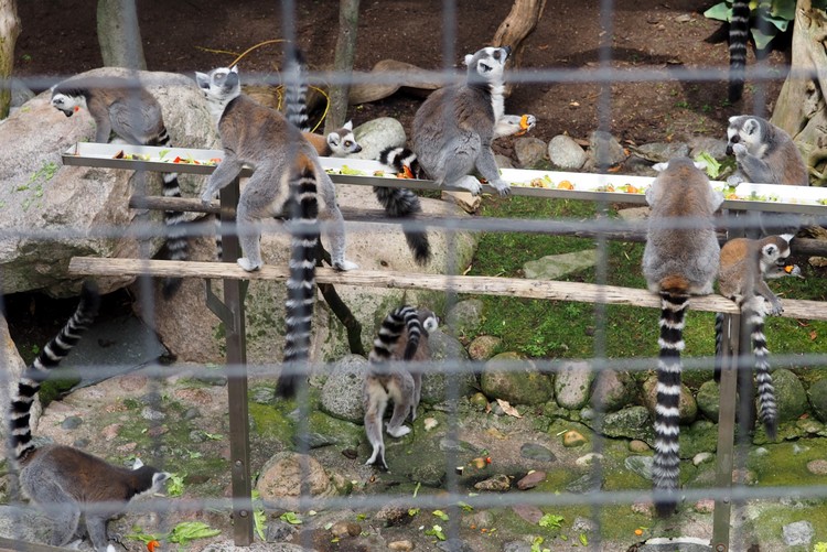 lots of lemurs at the lemur exhibit inside Skansen park, things to do in Stockholm with kids
