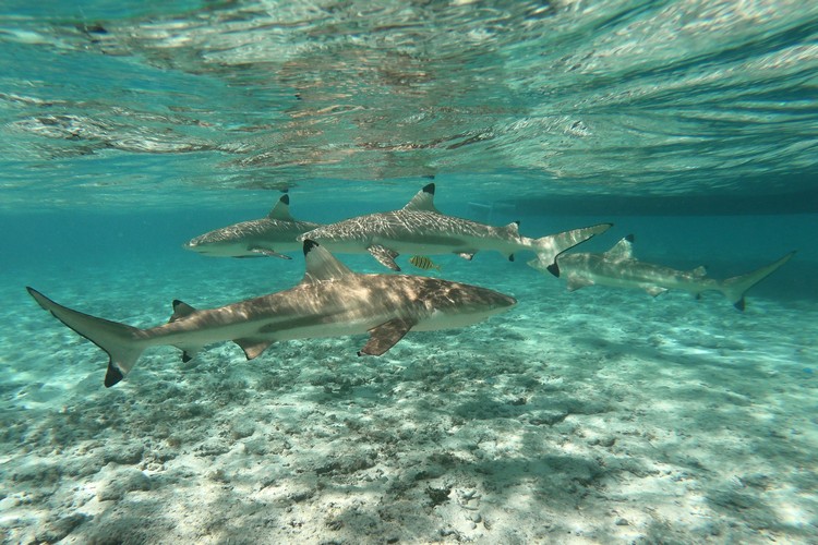 Moorea Miti Tours, snorkeling tour and swimming with sharks and rays in Moorea, French Polynesia, blacktip reef sharks