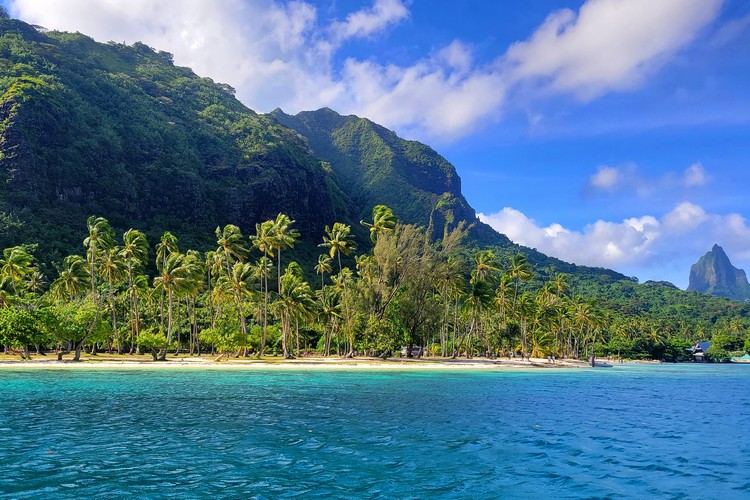 Moorea snorkeling and sailing tours. View of palm tree beach in Moorea, from the water on a boat