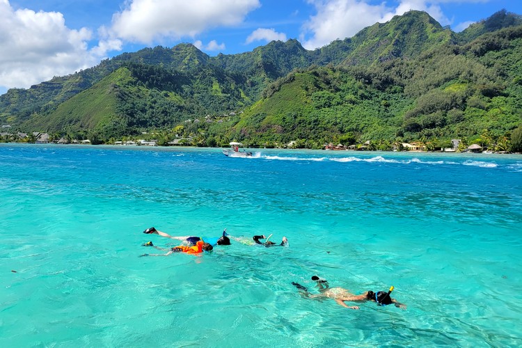 snorkeling in Moorea, swimming with reef sharks and sting rays in clear blue water Moorea Island French Polynesia