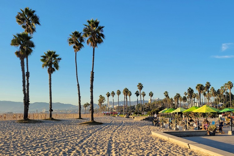 Palm trees on Santa Monica Beach in Los Angeles