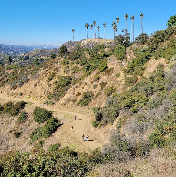 hiking in the Hollywood Hills and Griffith Park view of Hollywood Sign and palm trees 3 day itinerary and weekend in Los Angeles with kids